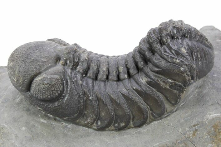 Detailed Austerops Trilobite - Ofaten, Morocco #356919